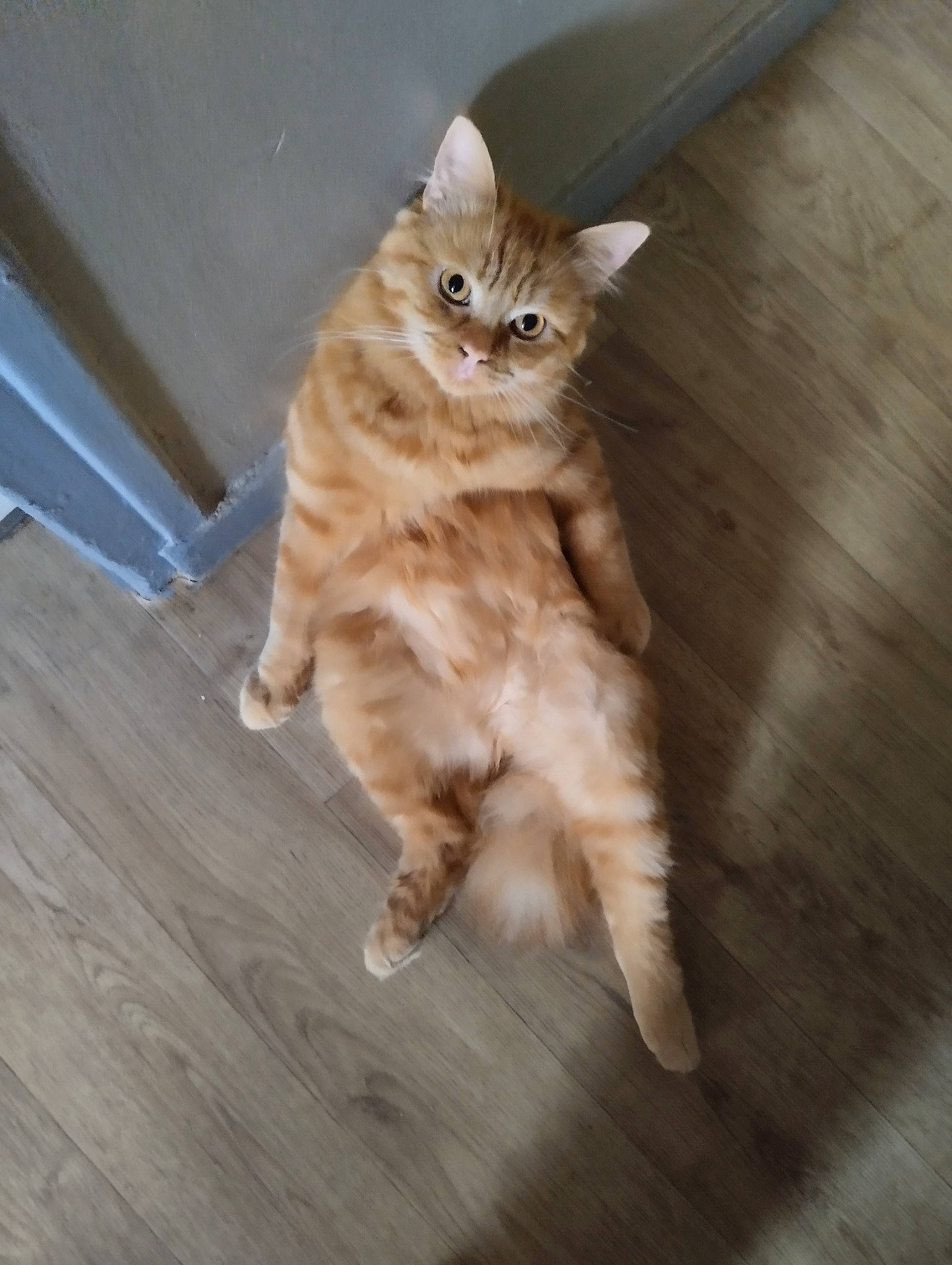 Simba participe au concours pour gagner de l'argent avec cette photo : carnivore, cat, companion_dog, domestic_short_haired_cat, fawn, felidae, floor, flooring, fur, hardwood, laminate_flooring, paw, small_to_medium_sized_cats, snout, tail, varnish, whiskers, wood, wood_flooring, wood_stain