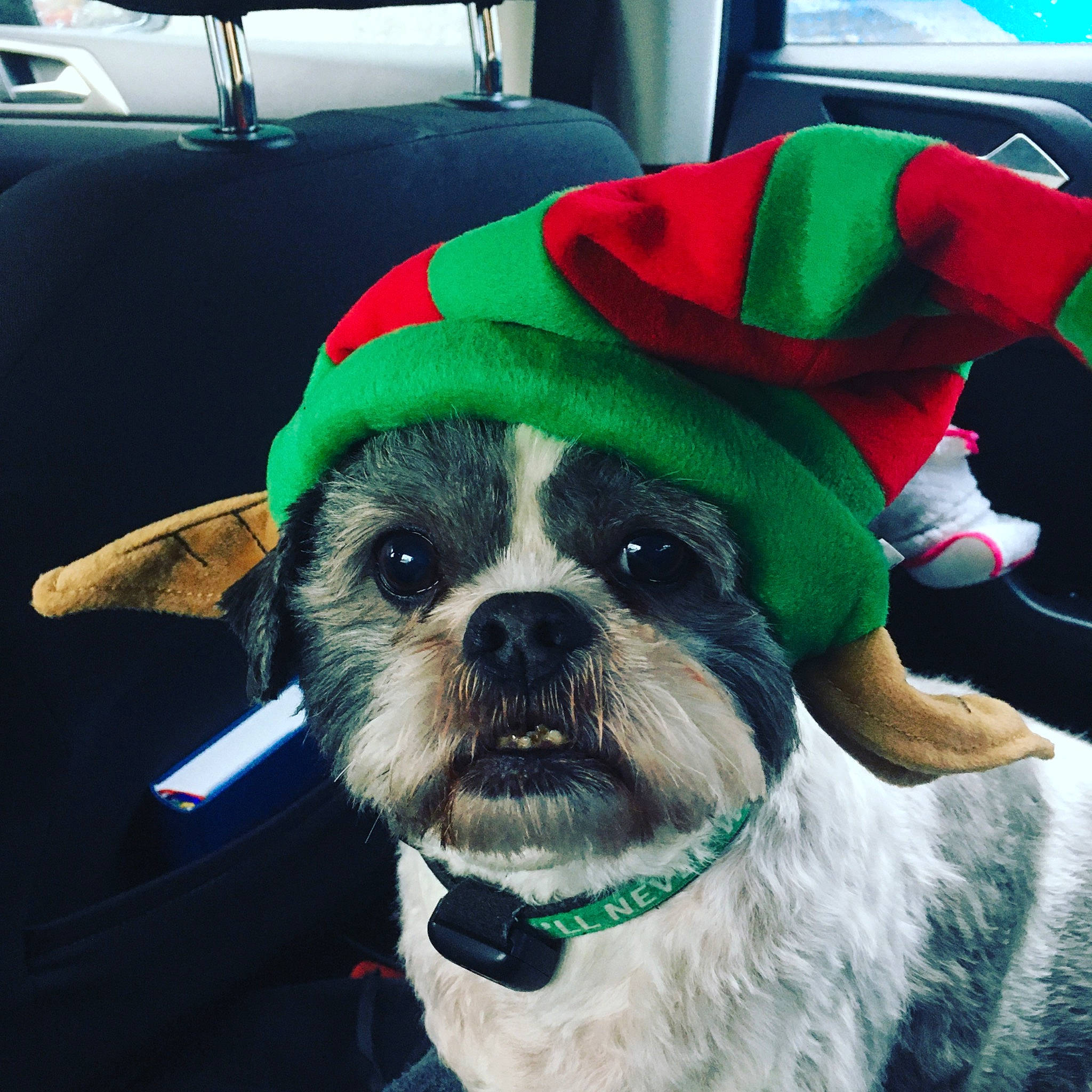 Rico joined the competition — help win amazing prizes! canidae, carmine, carnivore, christmas, collar, costume_accessory, costume_hat, dog, dog_breed, dog_clothes, dog_supply, fictional_character, fur, green, holiday, mammal, pet_supply, snout, toy_dog, working_animal
