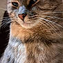 cat, tabby_cat, close_up, whiskers, fur, animal, pet, face, mammal, feline, ears, nose, eye, portrait, indoor, expression, cute, fluffy, domestic_cat, soft_light