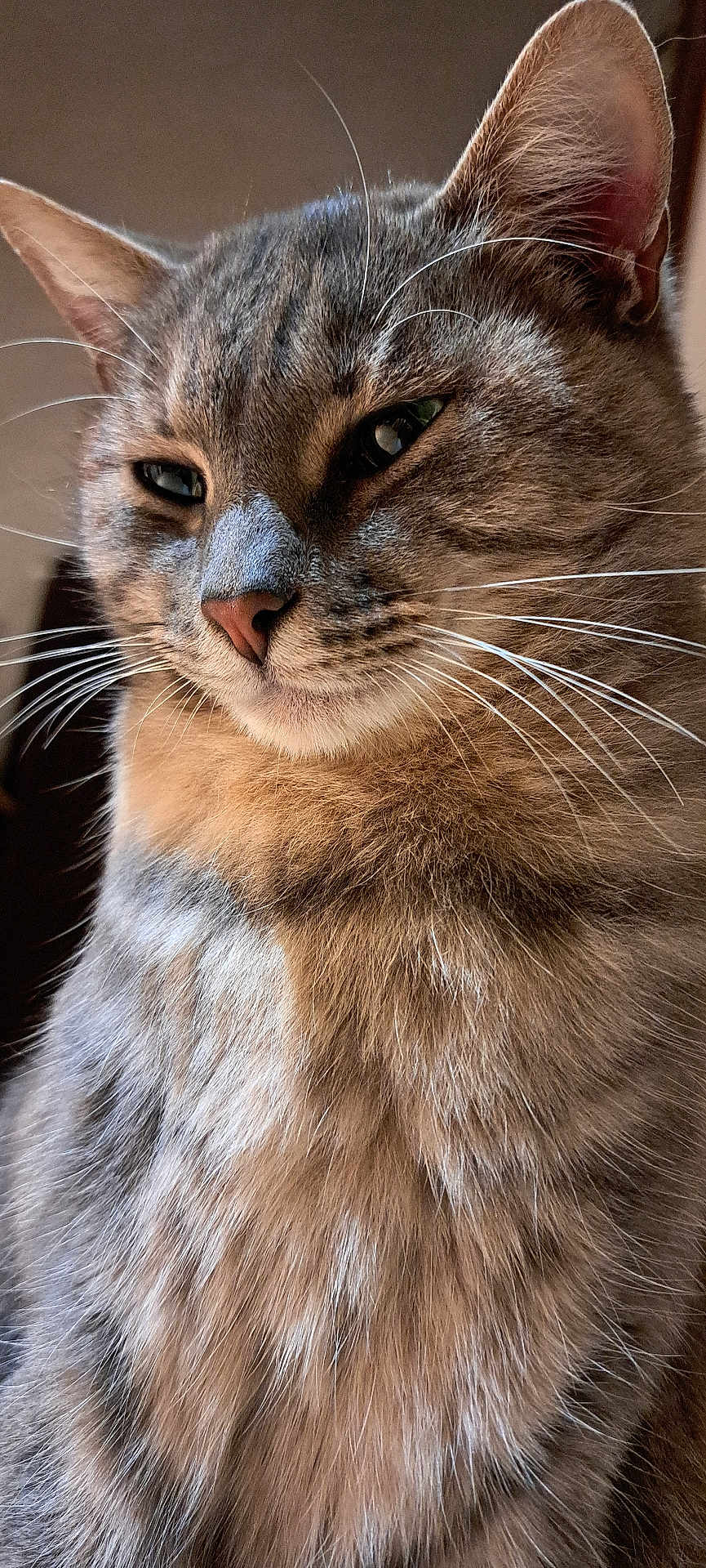 Tokyo participe au concours pour gagner de l'argent avec cette photo : cat, tabby_cat, close_up, whiskers, fur, animal, pet, face, mammal, feline, ears, nose, eye, portrait, indoor, expression, cute, fluffy, domestic_cat, soft_light