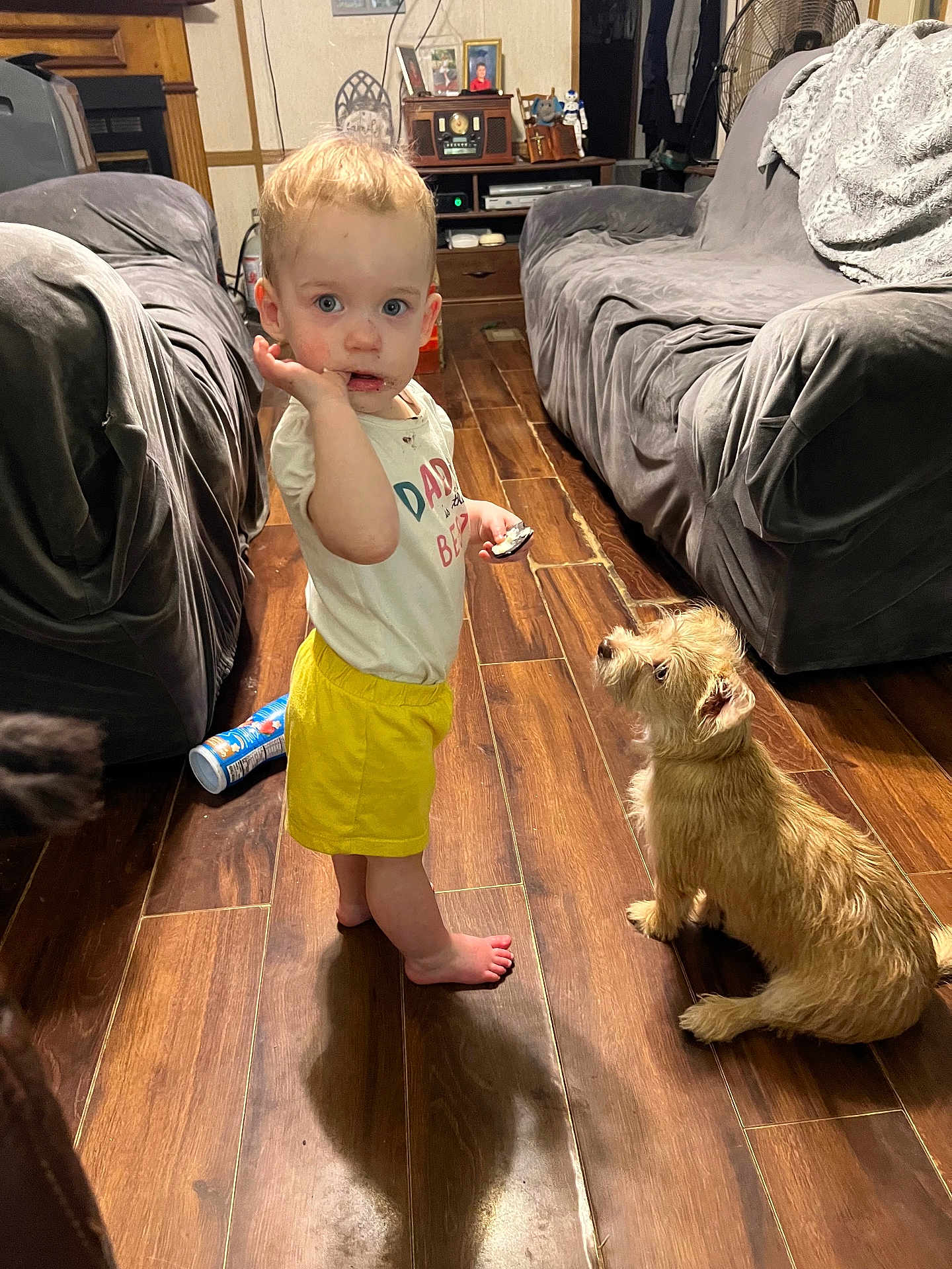 Sadie Ray Harding is registered to the contest to win money with this photo: toddler, child, dog, indoor, wooden_floor, yellow_shorts, white_shirt, barefoot, snack, pet, living_room, sofa, fan, curious, messy_face, furniture, home, flooring, small_dog, casual