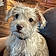 Ziggy