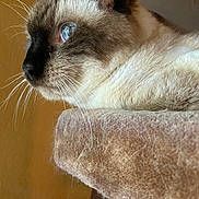 Miller is registered to the contest to win money with this photo: cat, siamese_cat, feline, pet, animal, close_up, portrait, side_profile, blue_eyes, whiskers, pointed_ears, dark_mask, cream_fur, brown_fur, sitting, lounging, cat_tree, indoors, cozy, photography