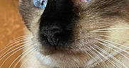 Miller is registered to the contest to win money with this photo: cat, siamese_cat, blue_eyes, close_up, portrait, whiskers, fur, brown_fur, cream_fur, black_mask, pointed_ears, animal, pet, sitting, paws, chair, indoor, cozy, dramatic_stare, photography