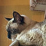 Miller joined the competition — help win amazing prizes! cat, siamese_cat, feline, pet, animal, blue_eyes, pointed_ears, short_hair, cream_fur, dark_face, whiskers, portrait, close_up, sitting, lounging, scratching_post, indoor, warm_lighting, cozy, relaxed