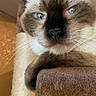Miller joined the competition — help win amazing prizes! cat, siamese_cat, blue_eyes, pet, feline, closeup, portrait, whiskers, ears, fur, brown_fur, cream_fur, indoor, cat_tree, scratching_post, couch, resting, staring, animal_photography, vertical_photo