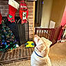 dog, labrador, yellow_dog, pet, sitting, indoor, living_room, fireplace, christmas, christmas_tree, stockings, holiday_decorations, carpet, wooden_chair, dog_collar, toy, home, festive, cozy, portrait