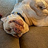 dog, sleeping, upside_down, couch, living_room, pet, relaxed, funny, grinning, paws, belly_up, indoor, carpet, cushions, collar, home, cozy, resting, portrait, cute
