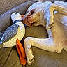 Maverick joined the competition — help win amazing prizes! dog, sleeping, pet, indoor, dog_bed, plush_toy, stuffed_animal, couch, carpet, white_dog, relaxed, cozy, lying_down, upside_down, paw, floppy_ears, closed_eyes, toy, home, nap