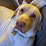 dog, labrador, pet, animal, portrait, close_up, lying_down, couch, blanket, living_room, indoors, home, carpet, collar, dog_tag, brown_and_white, yellow_coat, floppy_ears, looking_at_camera, cozy