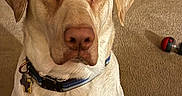 Maverick is registered to the contest to win money with this photo: dog, canine, portrait, sitting, cream_coat, short_hair, floppy_ears, brown_eyes, nose, collar, dog_tags, indoor, living_room, carpet, bookcase, books, wooden_furniture, pumpkins, closeup, pet