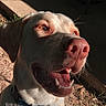 dog, pit_bull, canine, close_up, portrait, happy, smiling, open_mouth, pink_nose, teeth, tongue, eyes, short_fur, white_fur, brown_fur, outdoor, sunlight, garden, ground, funny