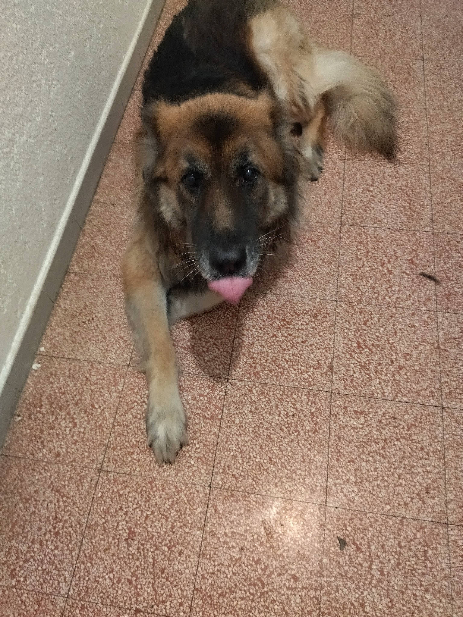 Les Triplés a rejoint le concours — aidez-le/la à gagner de superbes lots ! belgian_shepherd_malinois, canidae, carnivore, companion_dog, dog, dog_breed, fawn, flooring, fur, german_shepherd_dog, herding_dog, old_german_shepherd_dog, paw, sporting_group, street_dog, terrestrial_animal, whiskers, working_animal, working_dog