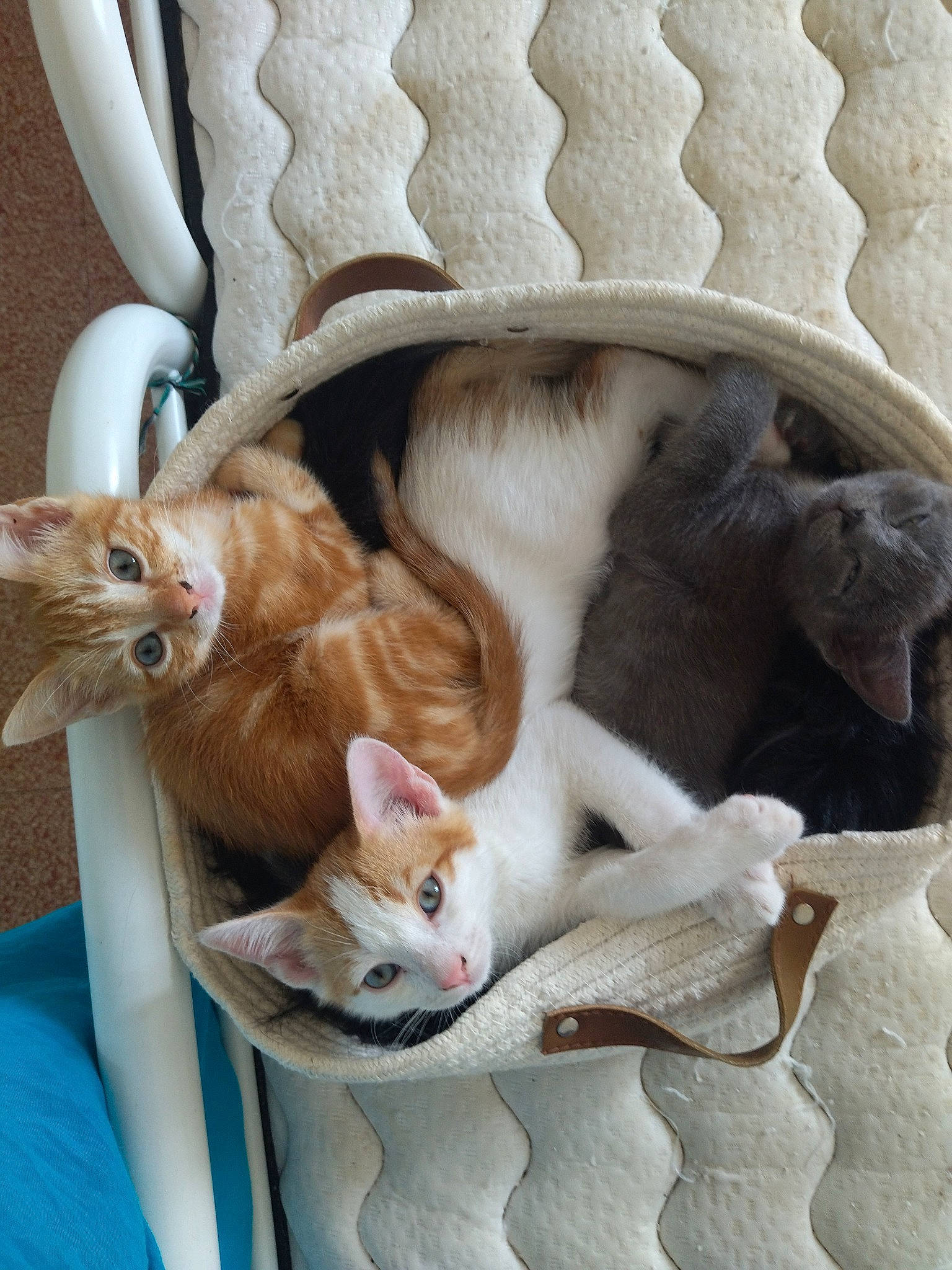 Mimi a rejoint le concours — aidez-le/la à gagner de superbes lots ! carnivore, cat, cat_supply, claw, comfort, companion_dog, domestic_short_haired_cat, fawn, felidae, fur, linens, paw, pet_supply, small_to_medium_sized_cats, tail, textile, whiskers, white