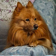 Johntie is registered to the contest to win money with this photo: animal, armchair, canine, chair, chow, cockerspaniel, collie, couch, cushion, dog, eskimodog, furniture, homedecor, husky, indoors, interiordesign, papillon, pet, puppy, snout