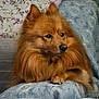 animal, armchair, canine, chair, chow, cockerspaniel, collie, couch, cushion, dog, eskimodog, furniture, homedecor, husky, indoors, interiordesign, papillon, pet, puppy, snout