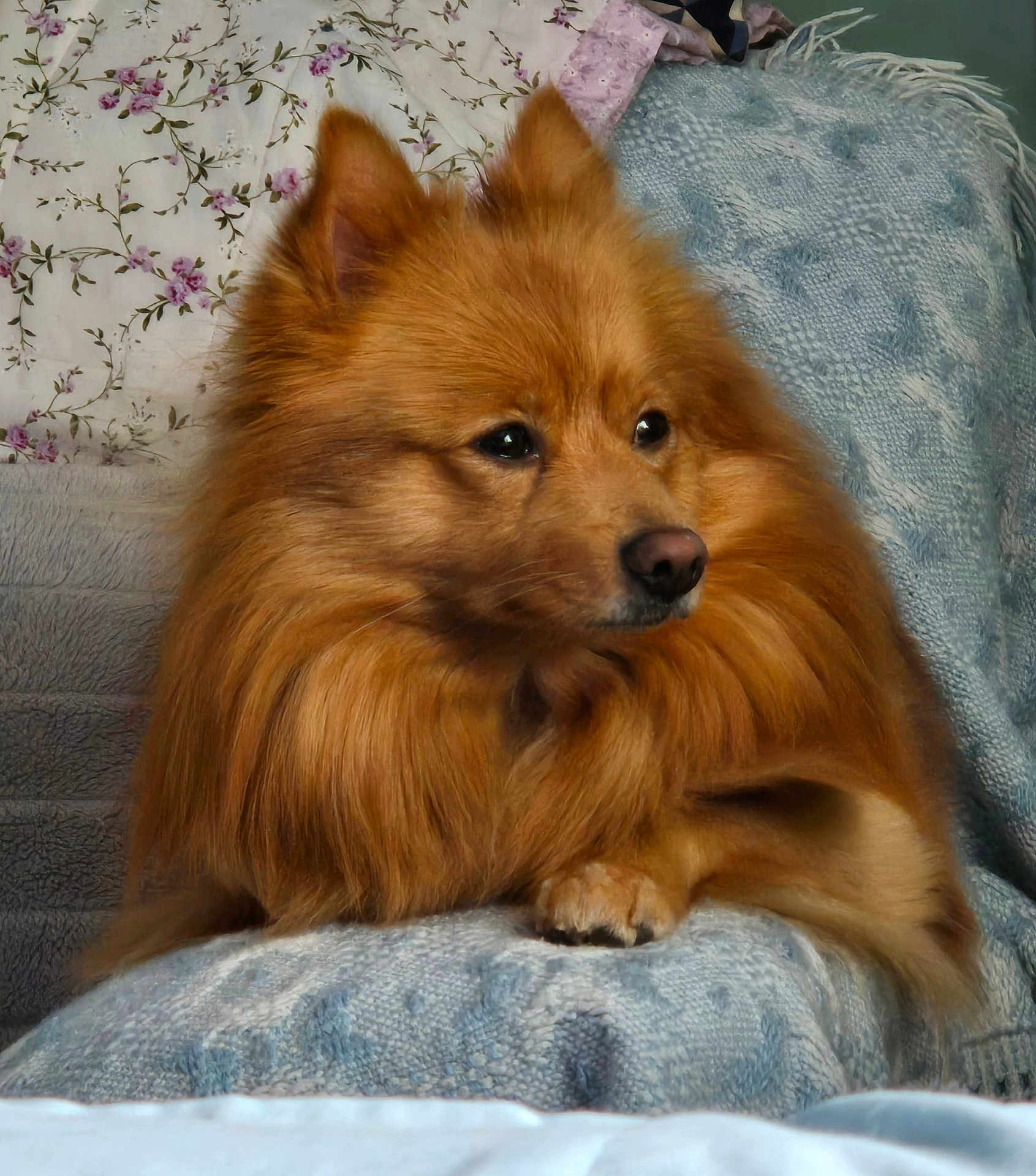 Johntie is registered to the contest to win money with this photo: animal, armchair, canine, chair, chow, cockerspaniel, collie, couch, cushion, dog, eskimodog, furniture, homedecor, husky, indoors, interiordesign, papillon, pet, puppy, snout