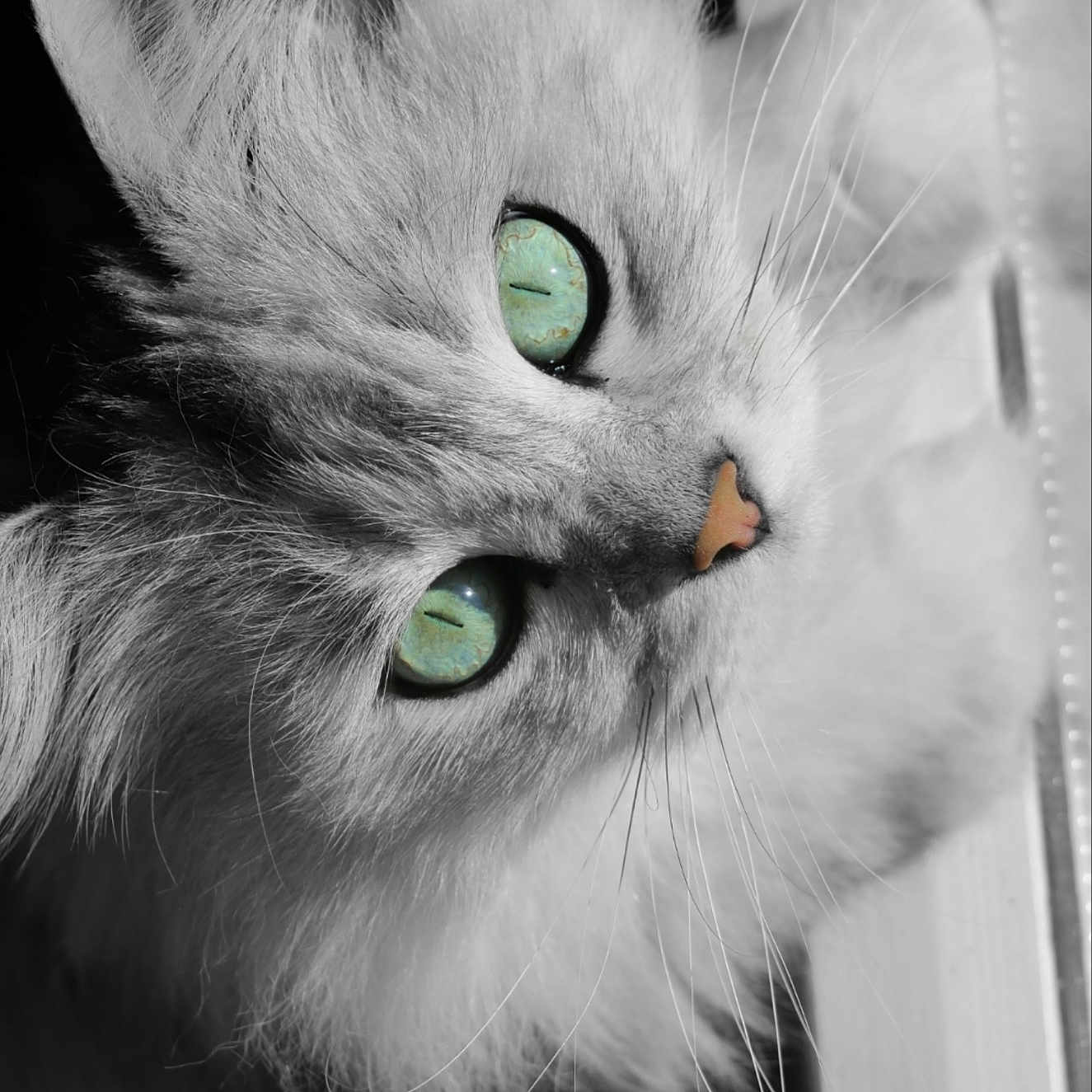 Jailly participe au concours pour gagner de l'argent avec cette photo : animal, cat, close_up, curious, cute, domestic_animal, eye_focus, face, feline, fluffy, indoor, long_hair, monochrome, nature, pet, portrait, soft_fur, turquoise_eyes, whiskers, window