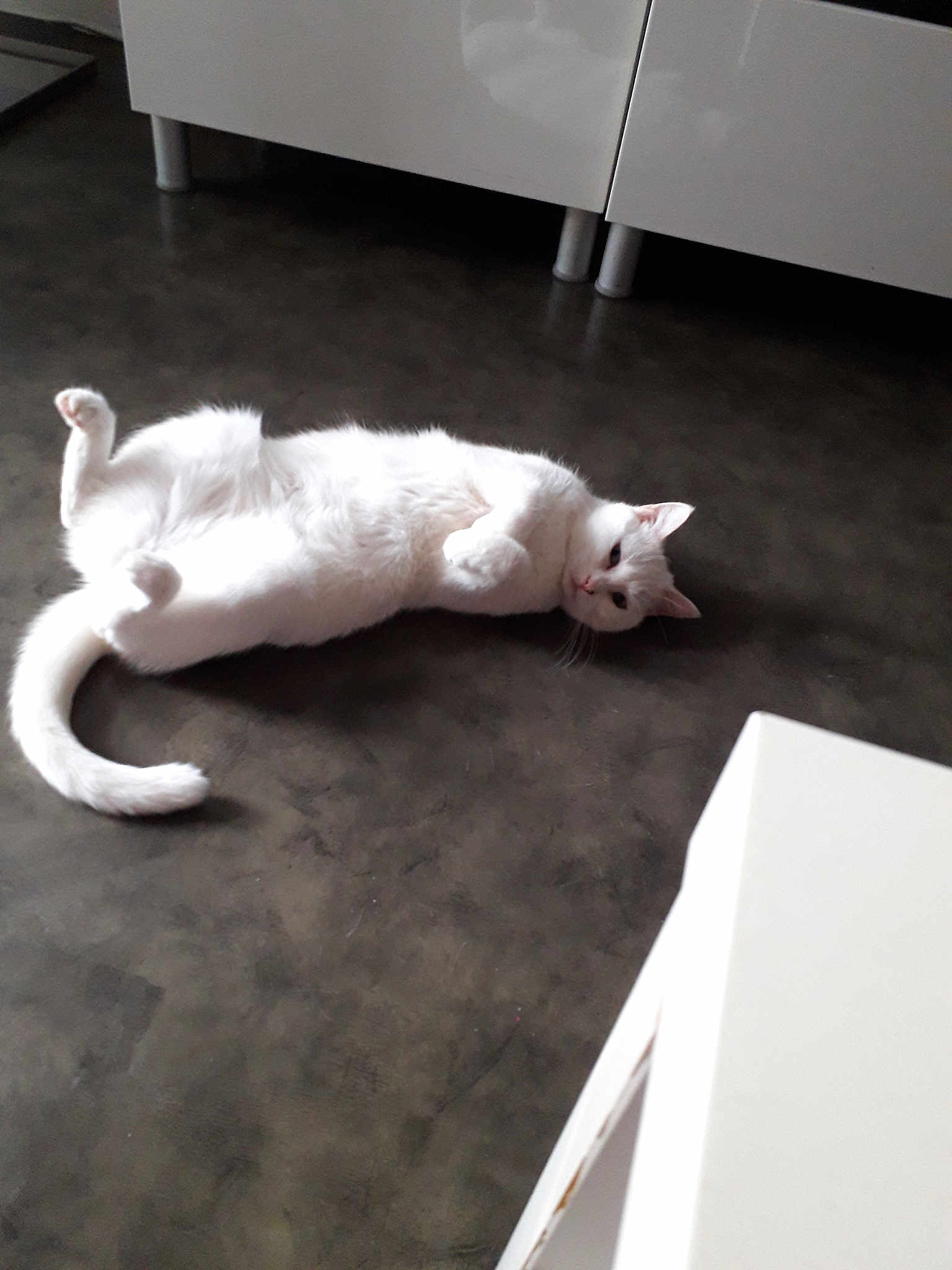 Luna