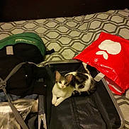 Zoé participe au concours pour gagner de l'argent avec cette photo : dog_like_mammal, product