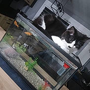 Aria a rejoint le concours — aidez-le/la à gagner de superbes lots ! animal, aquarium, black_and_white_cat, cat, curious, domestic_cat, fish_tank, furniture, goldfish, gravel, home, indoor, lighting, modern_room, perched, pet, plants, table, tank, watching