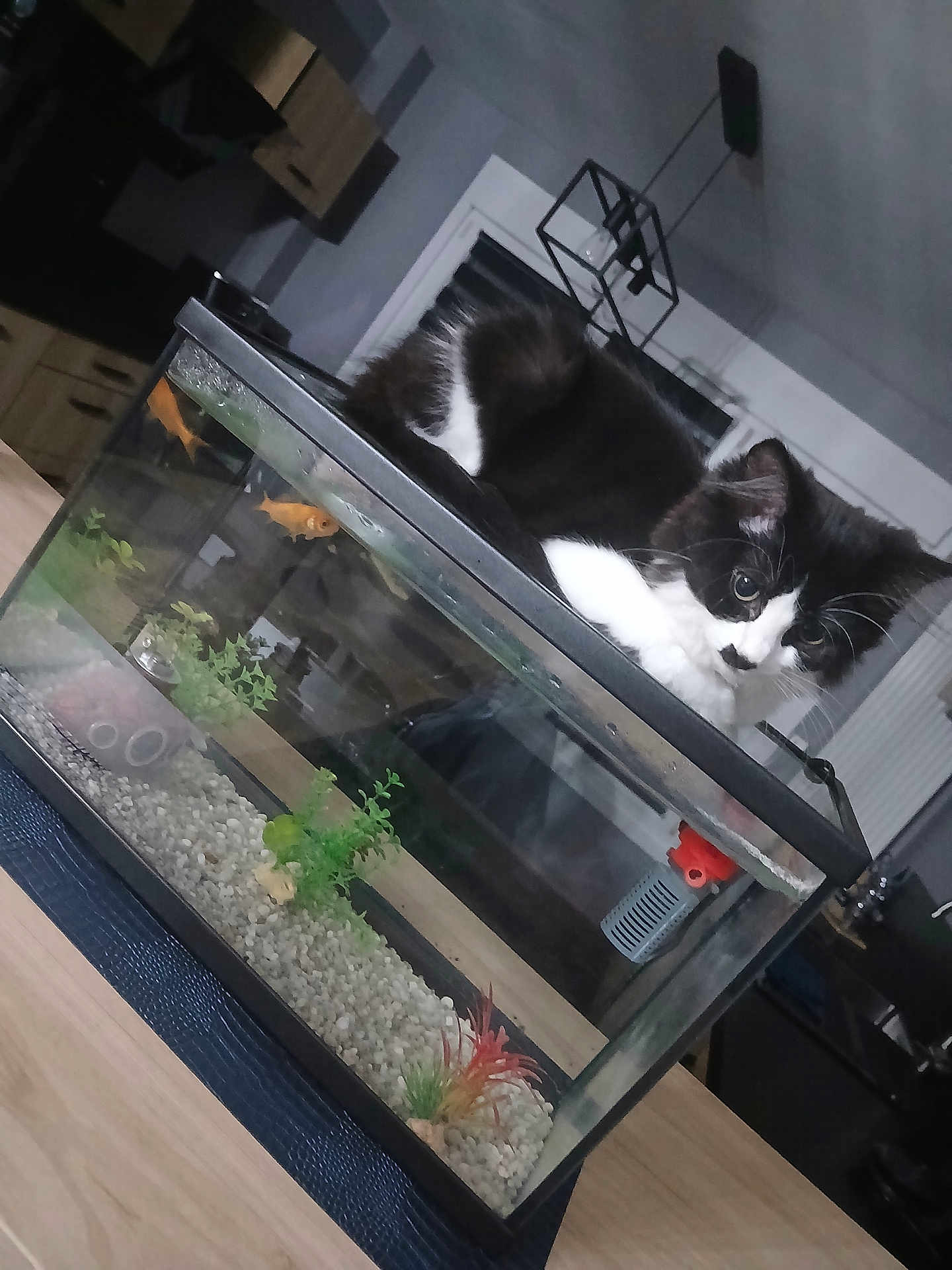 Aria a rejoint le concours — aidez-le/la à gagner de superbes lots ! animal, aquarium, black_and_white_cat, cat, curious, domestic_cat, fish_tank, furniture, goldfish, gravel, home, indoor, lighting, modern_room, perched, pet, plants, table, tank, watching