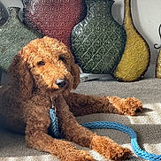 Bear joined the competition — help win amazing prizes! dog, curly_hair, leash, carpet, sunlight, indoor, vase, decor, brown_dog, relaxed, pet, animal, furniture, floor, resting, closeup, texture, pattern, home, cozy