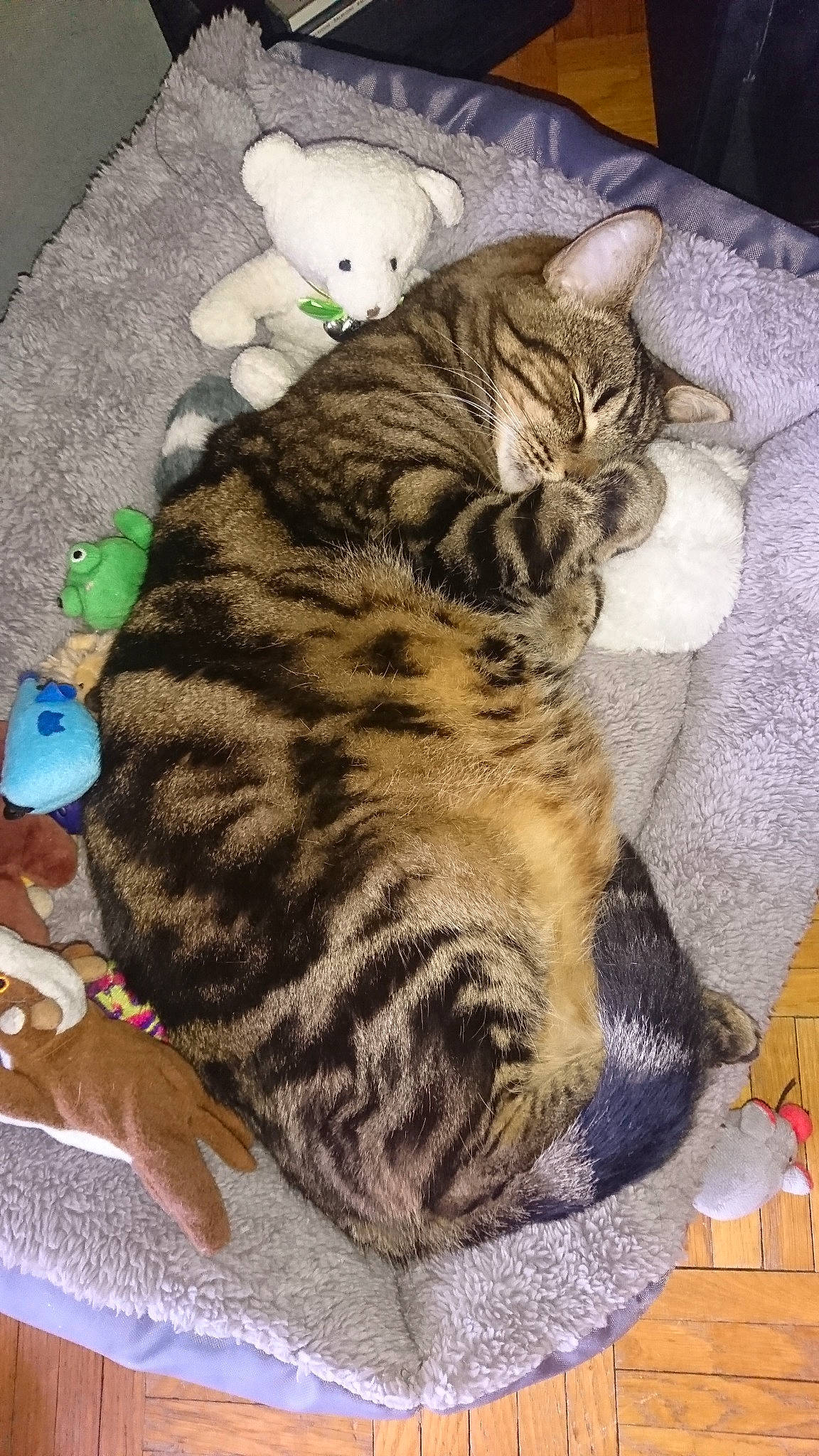 Phénix participe au concours pour gagner de l'argent avec cette photo : american_shorthair, asian, bengal, california_spangled, carnivore, cat, domestic_short_haired_cat, dragon_li, egyptian_mau, european_shorthair, felidae, kitten, mammal, ocicat, pixie_bob, small_to_medium_sized_cats, tabby_cat, toyger, vertebrate, whiskers