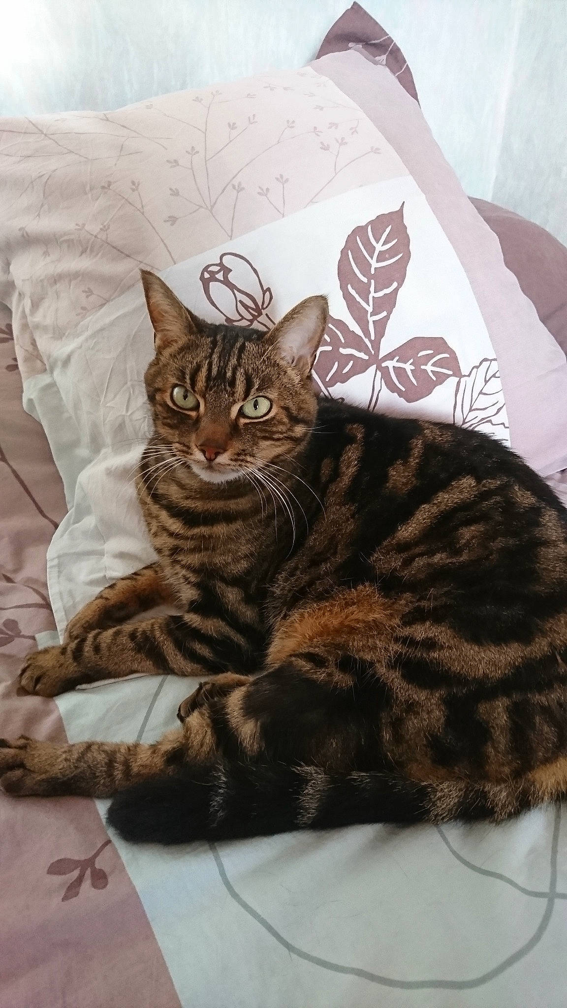 Phénix participe au concours pour gagner de l'argent avec cette photo : american_shorthair, asian, bengal, california_spangled, carnivore, cat, domestic_short_haired_cat, dragon_li, european_shorthair, felidae, fur, kitten, linens, mammal, ocicat, small_to_medium_sized_cats, sokoke, tabby_cat, toyger, whiskers