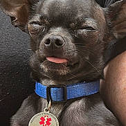 Ch'O is registered to the contest to win money with this photo: dog, service_dog, black_dog, blue_collar, pet, close_up, sleepy, tongue_out, claws, animal, companion, small_dog, holding, human_arm, relaxed, face, ears, tag, cute, portrait