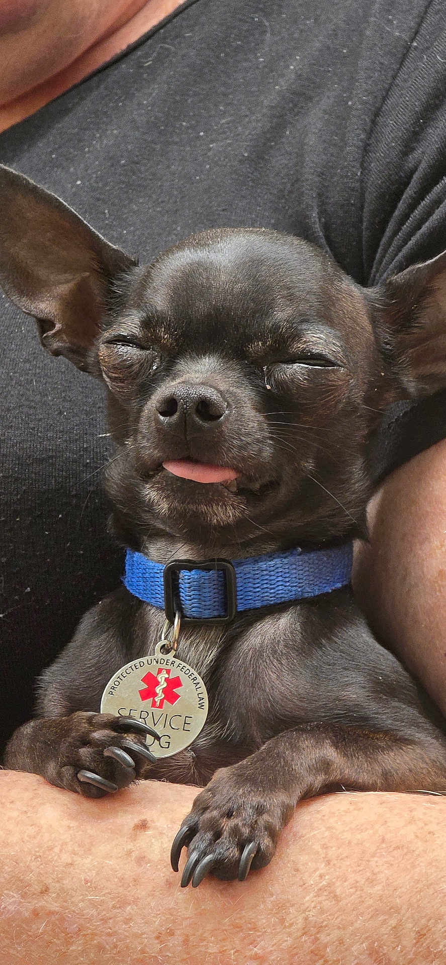 Ch'O is registered to the contest to win money with this photo: dog, service_dog, black_dog, blue_collar, pet, close_up, sleepy, tongue_out, claws, animal, companion, small_dog, holding, human_arm, relaxed, face, ears, tag, cute, portrait