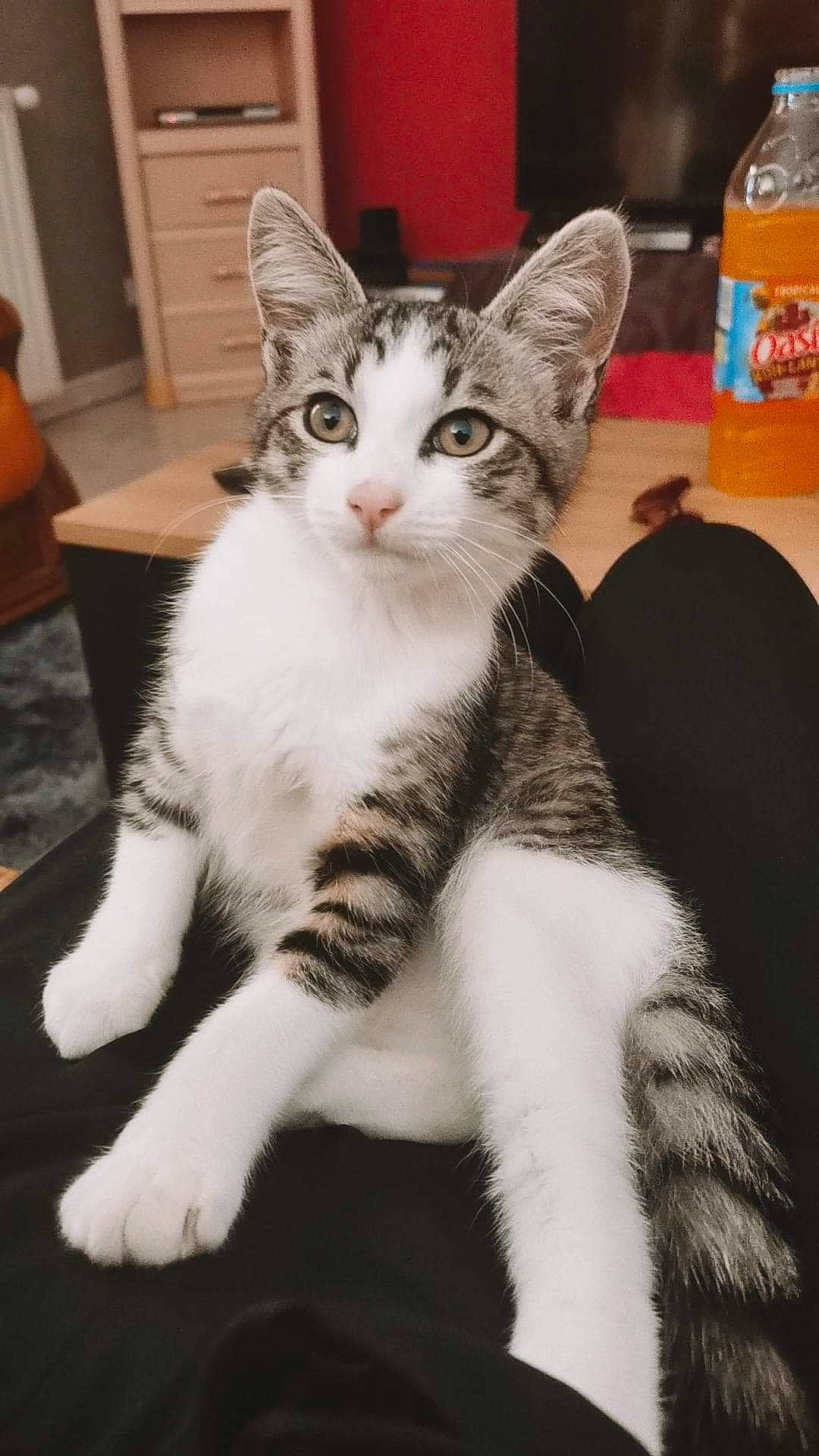 Tchoupi a rejoint le concours — aidez-le/la à gagner de superbes lots ! bottle, carnivore, cat, claw, comfort, domestic_short_haired_cat, drinking_water, eye, felidae, foot, fur, paw, plastic_bottle, sitting, small_to_medium_sized_cats, snout, tail, terrestrial_animal, water_bottle, whiskers