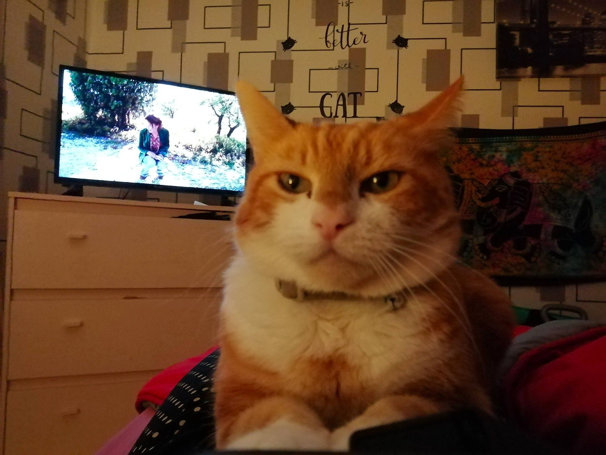 Kiwi a rejoint le concours — aidez-le/la à gagner de superbes lots ! cable_television, carnivore, cat, comfort, domestic_short_haired_cat, entertainment_center, fawn, felidae, flat_panel_display, fur, gadget, paw, plant, small_to_medium_sized_cats, tail, television, television_set, tree, whiskers, window