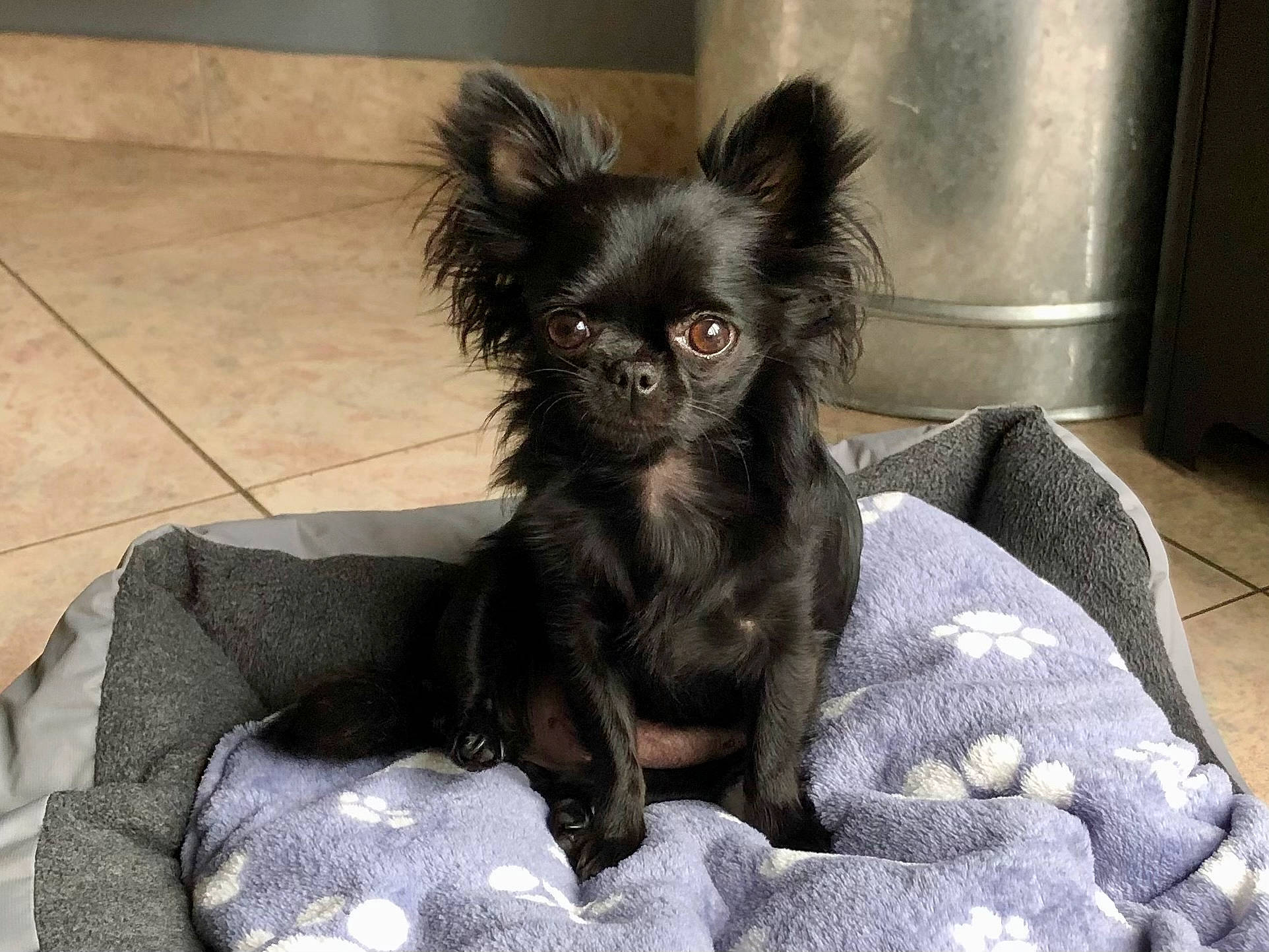 Fidji participe au concours pour gagner de l'argent avec cette photo : canidae, carnivore, chihuahua, comfort, companion_dog, corgi_chihuahua, dog, dog_breed, dog_supply, fawn, fur, liver, non_sporting_group, snout, sporting_group, toy_dog, whiskers, working_animal