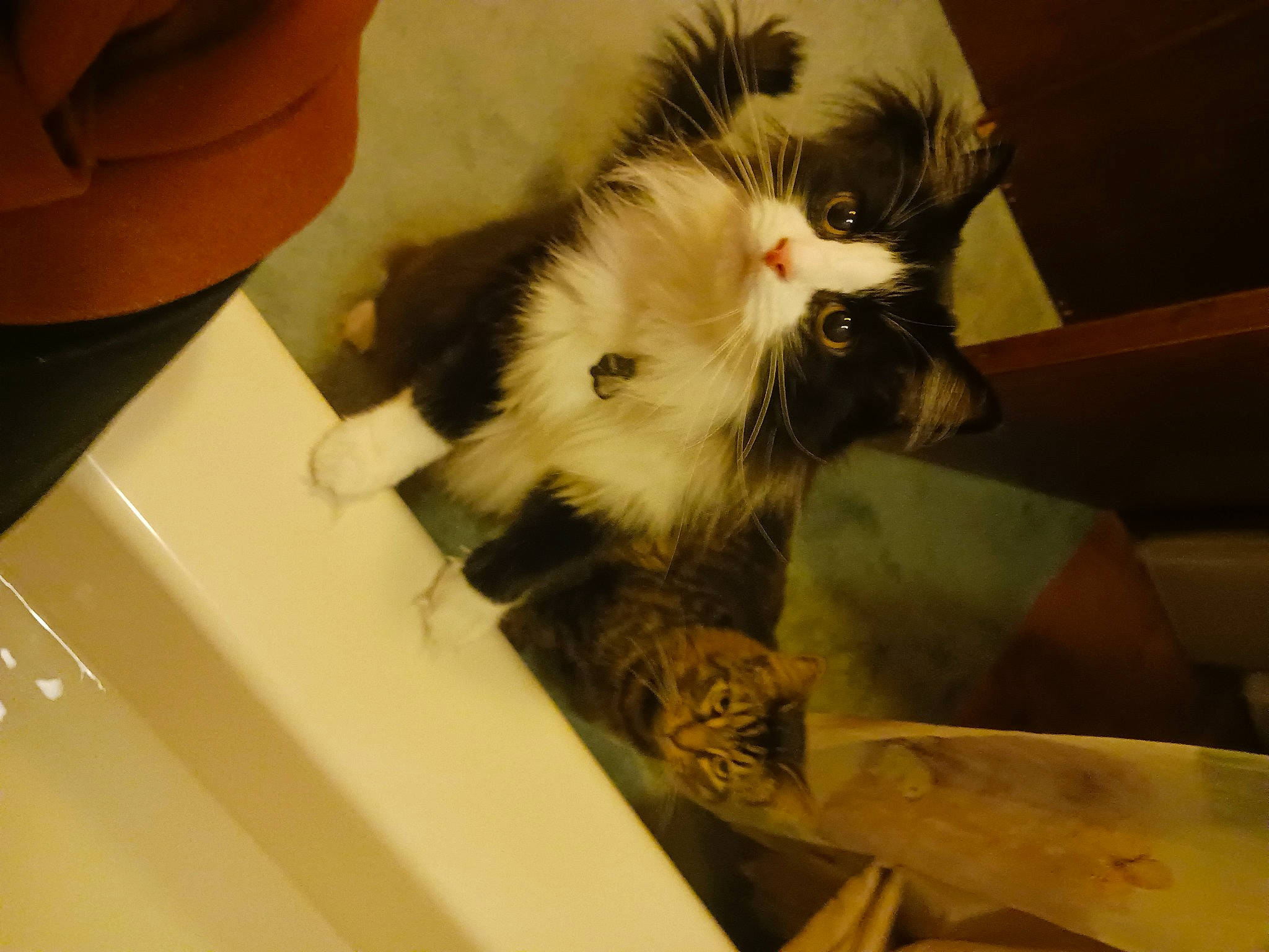 Moomoo is registered to the contest to win money with this photo: box, carnivore, cat, fawn, felidae, fur, room, small_to_medium_sized_cats, snout, tail, whiskers