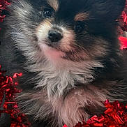 Mini joined the competition — help win amazing prizes! puppy, dog, small_dog, pomeranian, fluffy, fur, black_and_tan, tinsel, red_tinsel, valentine_balloon, heart_balloon, cute, closeup, portrait, indoor, eyes, nose, ears, young, bedding