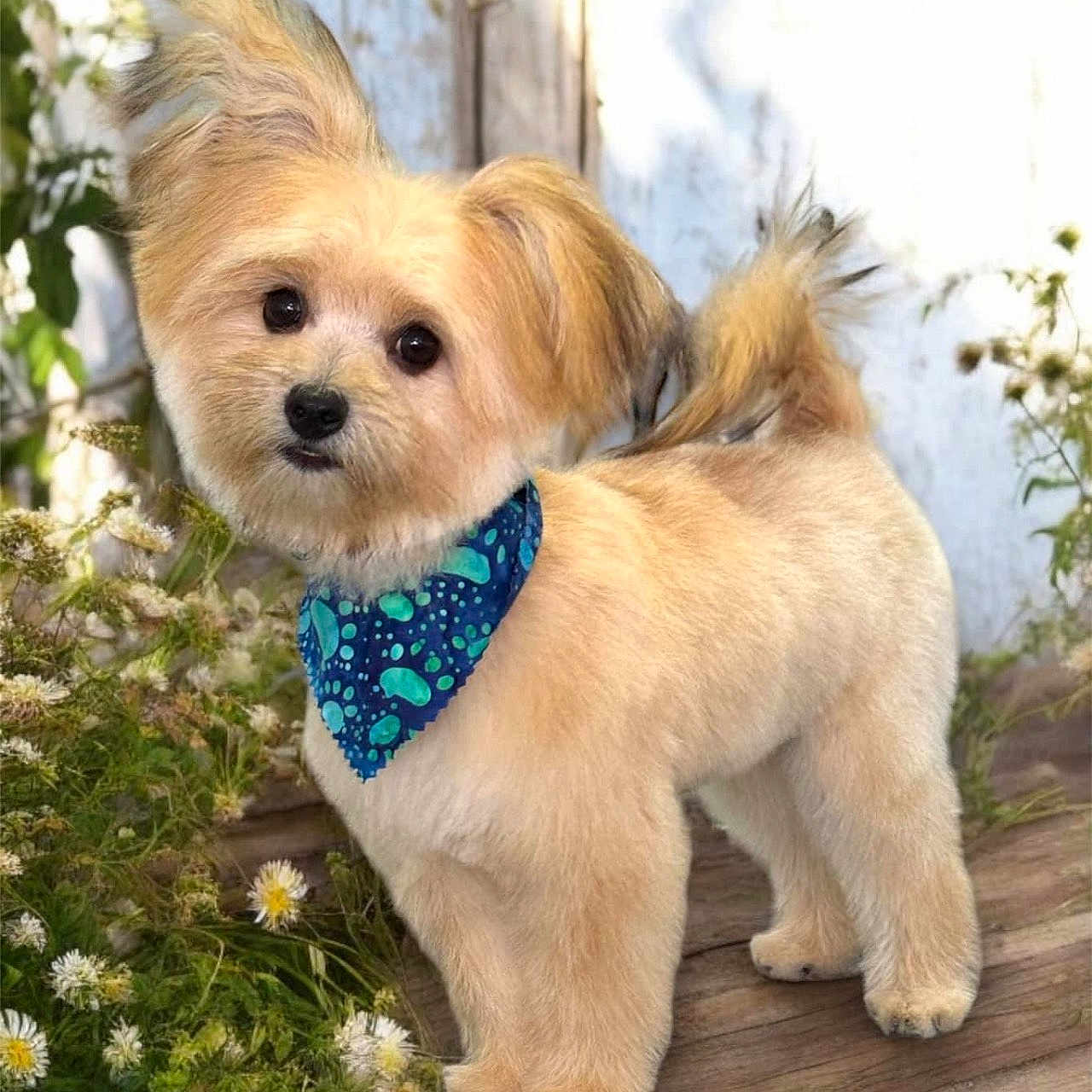 Prince joined the competition — help win amazing prizes! accessories, animal, bandana, canine, dog, flower, formalwear, headband, herbal, herbs, jar, pet, plant, planter, pottedplant, pottery, puppy, strap, tie, vase