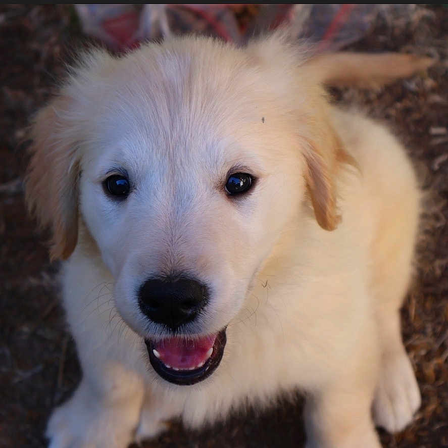 Balou