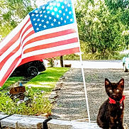 Adam is registered to the contest to win money with this photo: black_cat, kitten, red_collar, american_flag, wooden_fence, greenery, outdoor, daylight, parked_cars, gravel_driveway, plants, flowers, trees, sunlight, nature, pet, animal, sitting, peaceful, yard