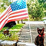 black_cat, kitten, red_collar, american_flag, wooden_fence, greenery, outdoor, daylight, parked_cars, gravel_driveway, plants, flowers, trees, sunlight, nature, pet, animal, sitting, peaceful, yard