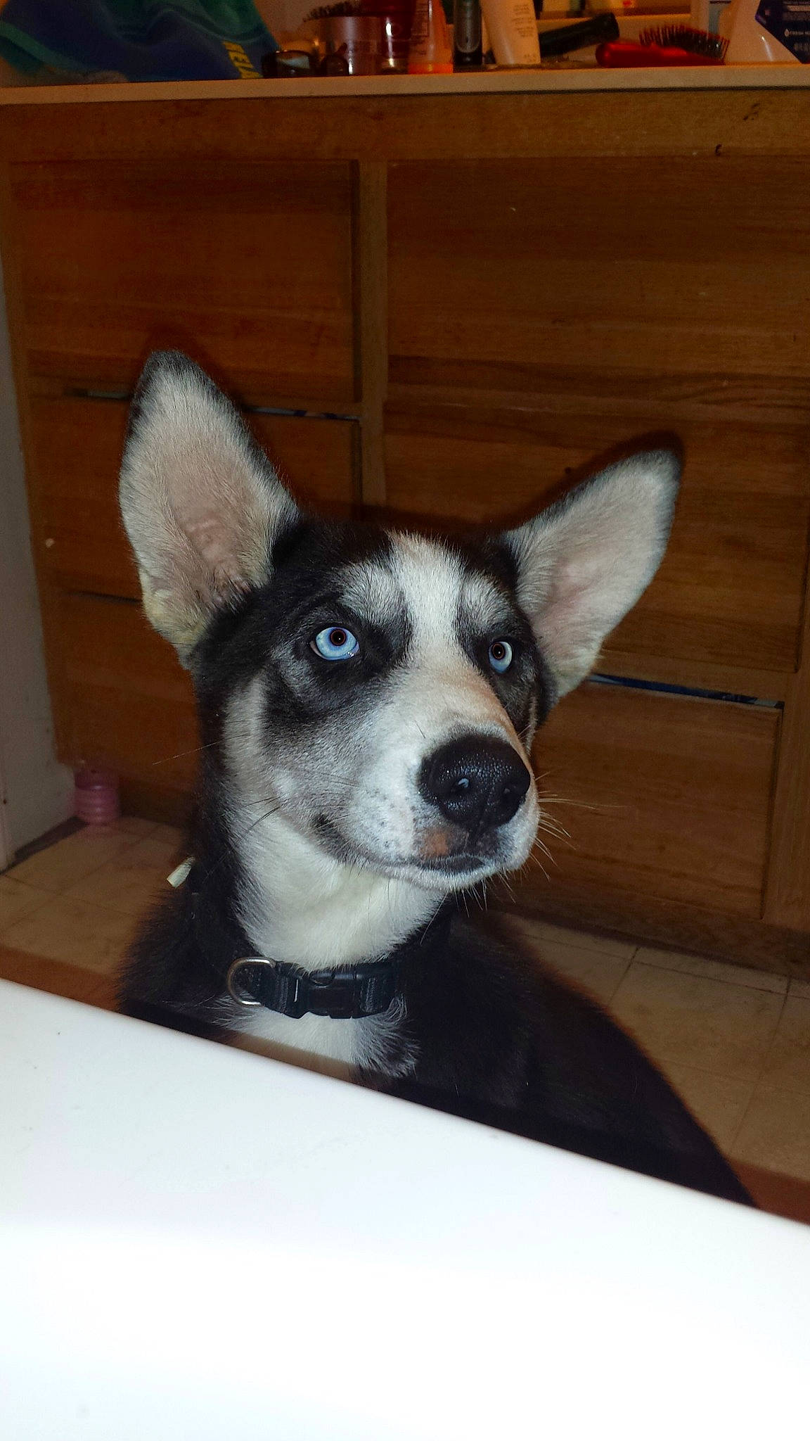 Nitro joined the competition — help win amazing prizes! alaskan_klee_kai, alaskan_malamute, canidae, cardigan_welsh_corgi, carnivore, dog, dog_breed, east_siberian_laika, labrador_husky, mammal, miniature_siberian_husky, puppy, rare_breed_dog, sakhalin_husky, seppala_siberian_sleddog, siberian_husky, sled_dog, vertebrate, whiskers, wolfdog