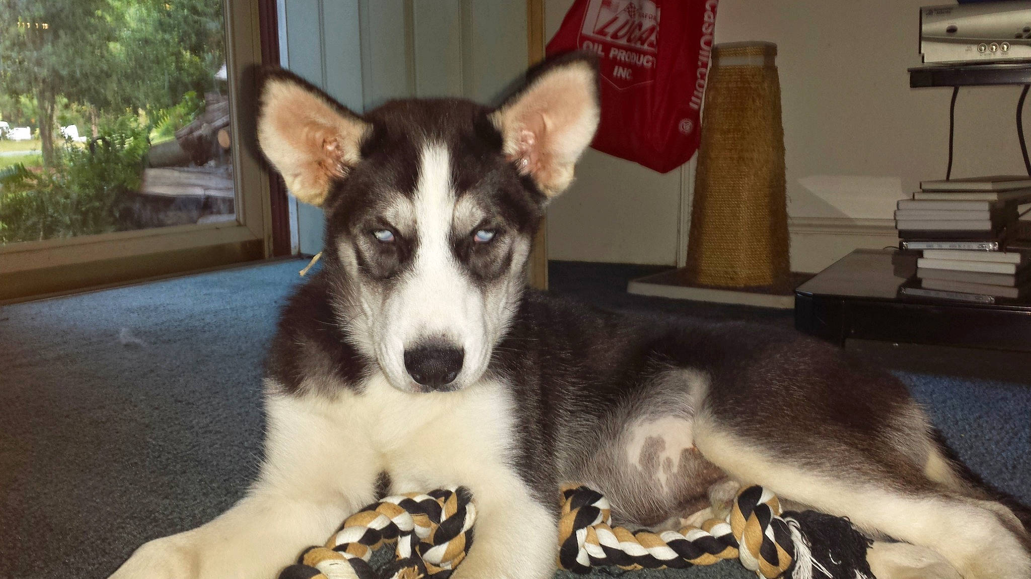 Nitro is registered to the contest to win money with this photo: canidae, carnivore, dog, dog_breed, east_siberian_laika, labrador_husky, mammal, miniature_siberian_husky, native_american_indian_dog, northern_inuit_dog, rare_breed_dog, sakhalin_husky, seppala_siberian_sleddog, siberian_husky, sled_dog, snout, tamaskan_dog, vertebrate, west_siberian_laika, wolfdog