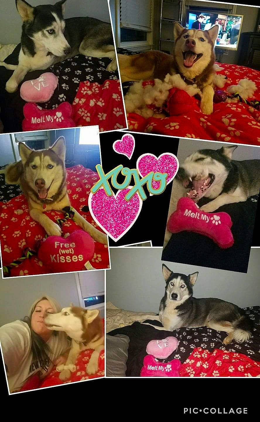 Luna joined the competition — help win amazing prizes! art, collage, fawn, heart, photography, pink, valentines_day