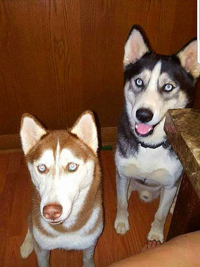 Luna joined the competition — help win amazing prizes! alaskan_klee_kai, alaskan_malamute, canadian_eskimo_dog, canidae, carnivore, dog, dog_breed, east_siberian_laika, labrador_husky, mammal, miniature_siberian_husky, native_american_indian_dog, northern_inuit_dog, sakhalin_husky, seppala_siberian_sleddog, siberian_husky, sled_dog, tamaskan_dog, vertebrate, wolfdog