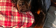 Jax joined the competition — help win amazing prizes! dog, rottweiler, pet, bed, pillow, plaid, bedding, indoor, portrait, close_up, paws_crossed, black_fur, tan_markings, nose, whiskers, relaxed, cozy, sleeping, bedroom, cuddly