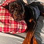 bed, bedding, bedroom, black_fur, close_up, cozy, cuddly, dog, indoor, nose, paws_crossed, pet, pillow, plaid, portrait, relaxed, rottweiler, sleeping, tan_markings, whiskers