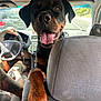 Jax joined the competition — help win amazing prizes! dog, rottweiler, pet, tongue_out, car_interior, backseat, headrest, paw, close_up, happy, smile, canine, passenger, dashboard, steering_wheel, tattooed_arm, seat, road, window, sunlight
