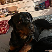 Jax is registered to the contest to win money with this photo: dog, rottweiler, pet, animal, indoor, bed, blanket, pillow, dresser, shelf, books, framed_picture, soda_can, close_up, portrait, eyes, paw, black_coat, brown_markings, nose