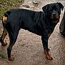 Jax is registered to the contest to win money with this photo: dog, rottweiler, pet, outdoor, yard, dirt, grass, black_fur, tan_markings, standing, paws, muzzle, ears, looking_at_camera, portrait, canine, companion, domestic_animal, close_up, ground