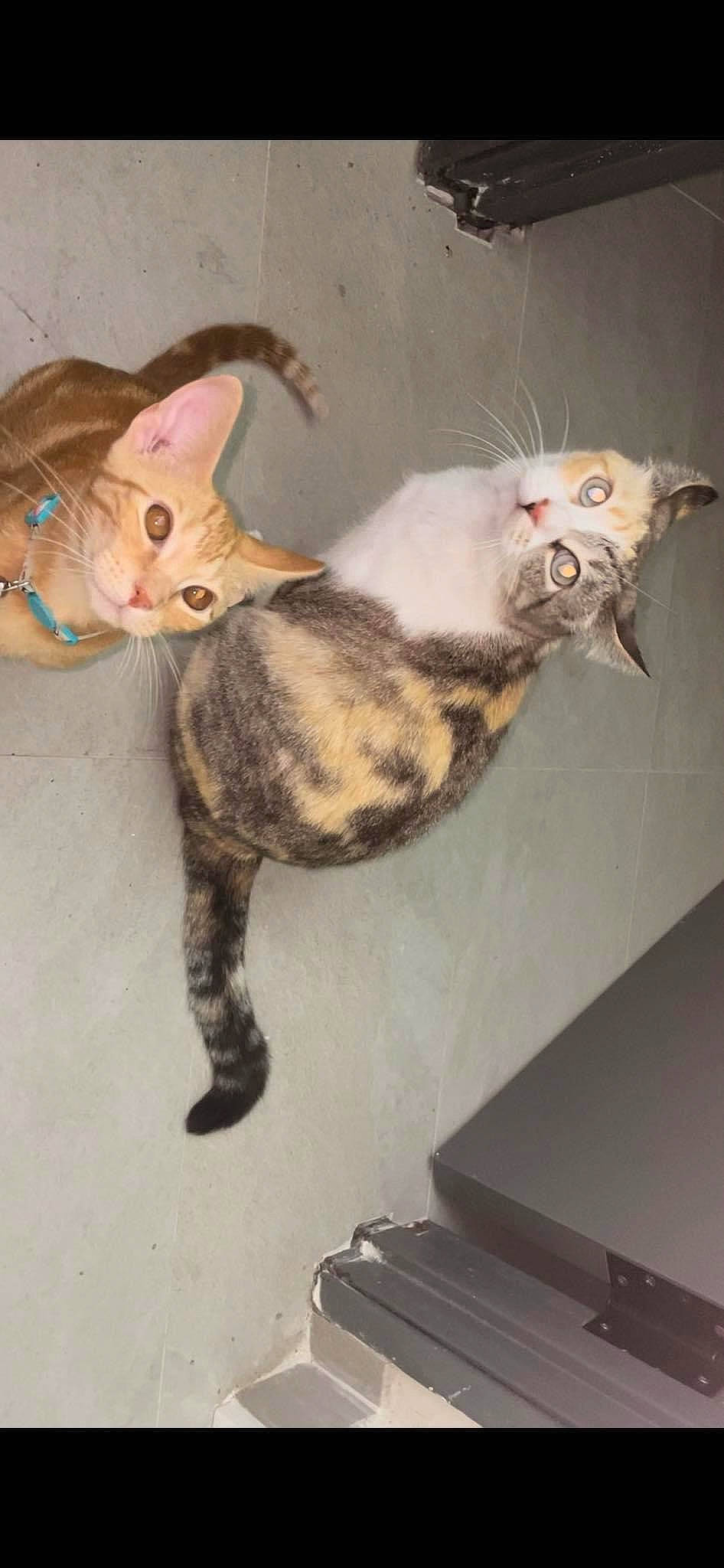 Yasmin joined the competition — help win amazing prizes! carnivore, cat, cat_toy, claw, cockatiel, domestic_short_haired_cat, fawn, felidae, fur, office_supplies, paw, small_to_medium_sized_cats, tail, toy, whiskers